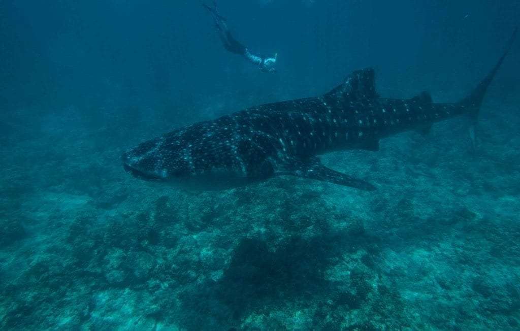 Snorkeler volunteer photographing whale shark in the Maldives