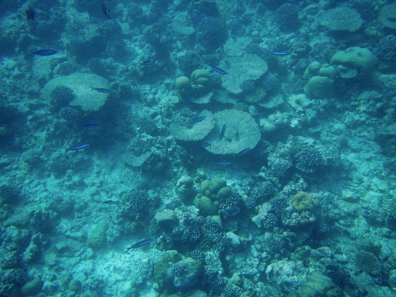In with the tide to Dhigurah and jumping overboard | travel blog Teja on the Horizon