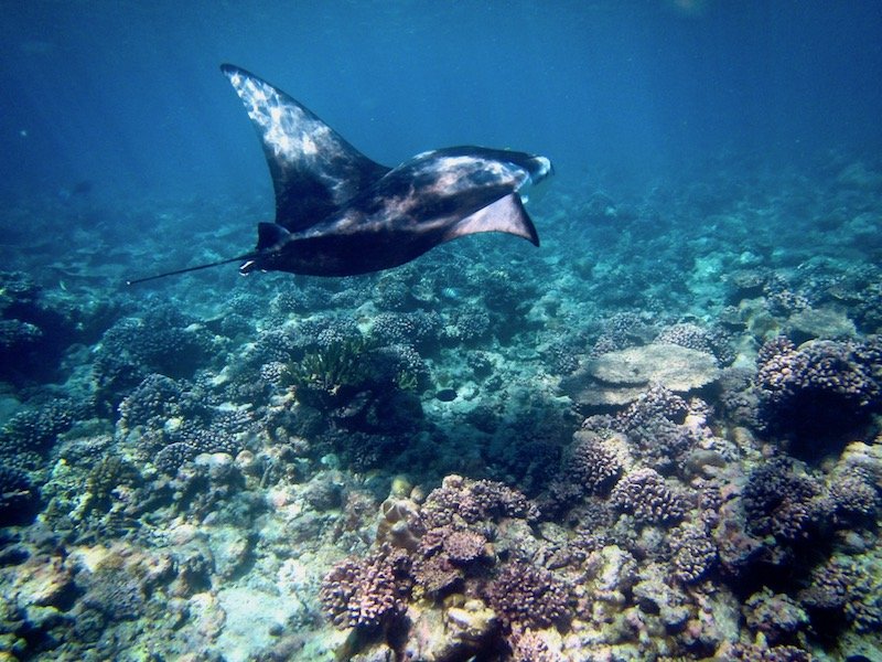 The Year I Was Sent A Manta Ray For My Birthday | Teja on the Horizon | manta rays in South Ari | snorkelling in the Maldives | devilfish