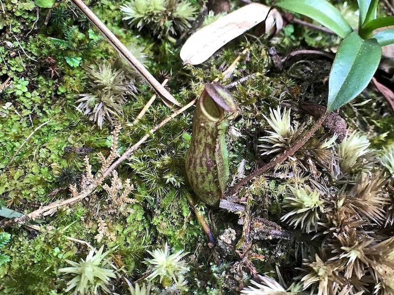 Tanah Rata: Seeing All the Little Things | pitcher plant | nepenthes spp. | Cameron Highlands botany | Pahang tourism | Malaysia tourism | nature tourism | Teja on the Horizon blog