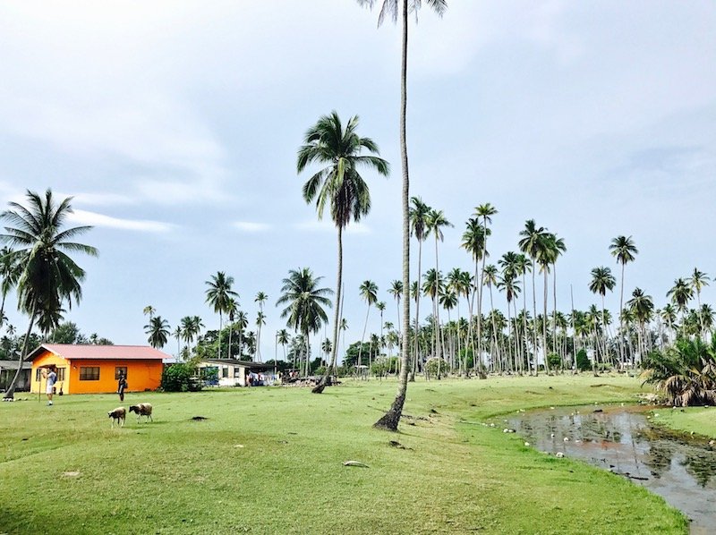 The village of Sibu Island | coconut groves on Pulau Sibu