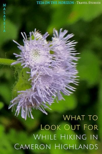 We drove up to Cameron Highlands, seeking to hike in the Mossy Forest. But we found many little things to appreciate in the highland jungle.