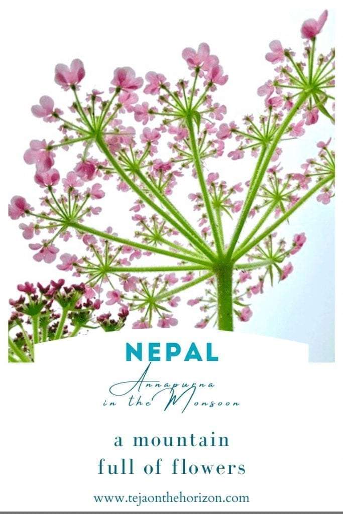 Annapurna in the Monsoon Day 7: To the Base Camp on a Trail of Flowers | alpine flowers in perspective from below