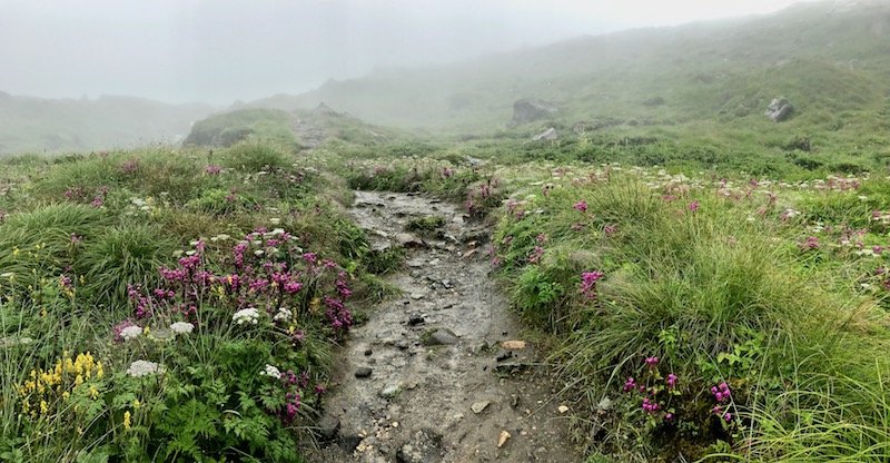 monsoon flowers in Nepal highlands
