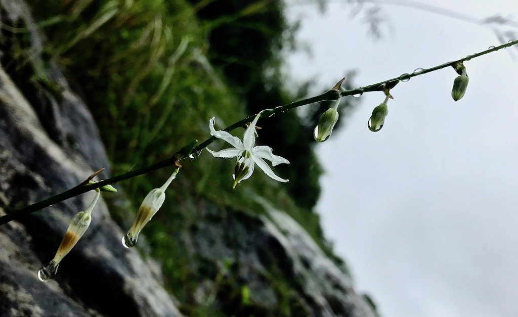 Annapurna in the Monsoon Day 9: The Perks of Slow Trekking | White flower against hillside and cloudy sky