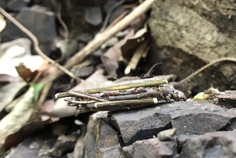 'We Found a Hiking Trail Near Vigan' | Travel story on Teja on the Horizon sustainable travel blog | Curious insect carrying a house of sticks onto a rock in North Luzon Heroes Hill National Park | hiking trail in Ilocos Sur | hike near Santa