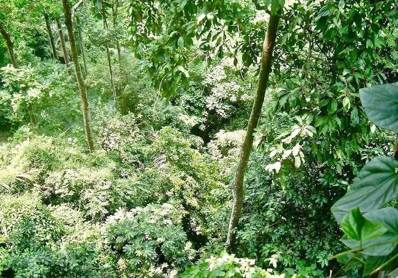 The rainforest floor within the Forest Research Institute of Malaysia, a view looking down from the canopy walkway