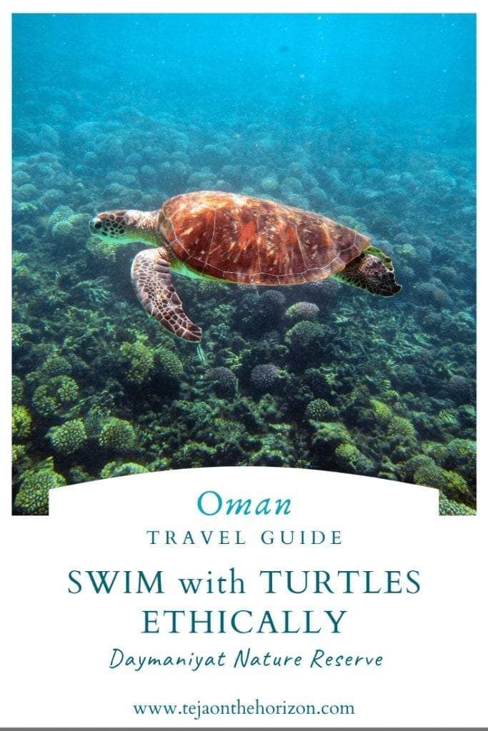 "How to Swim with Turtles Ethically in Daymaniyat Islands Nature Reserve" travel guide on sustainable travel blog Teja on the Horizon | Green turtle over coral reef