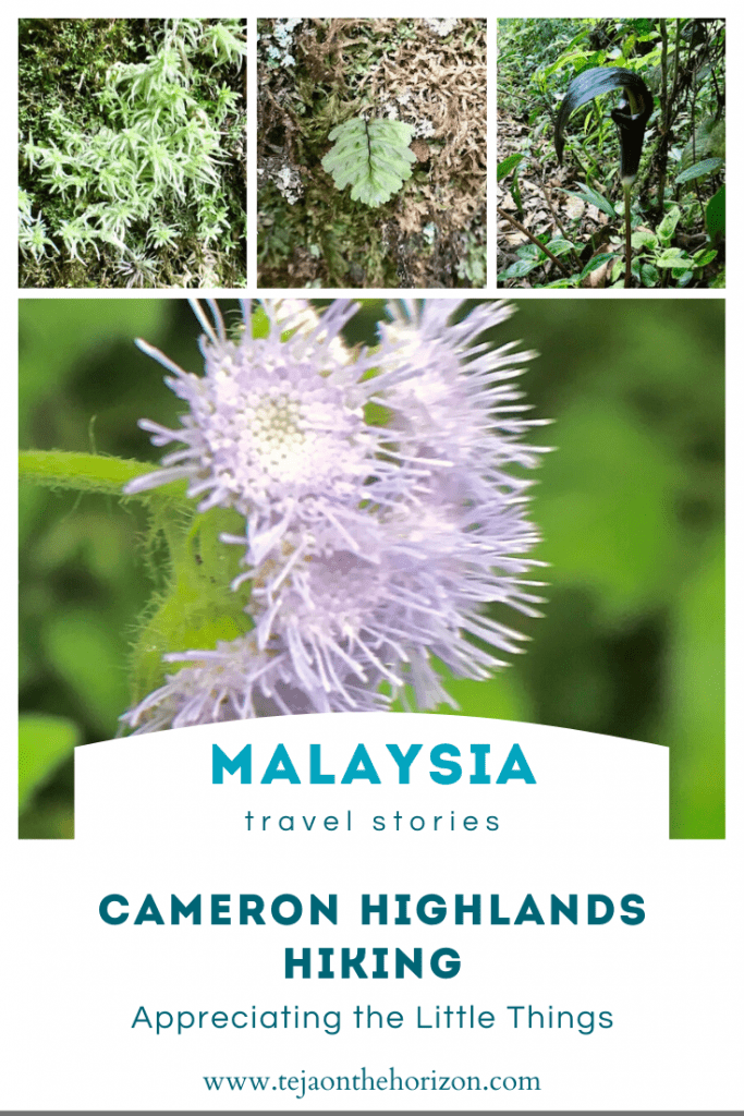We drove up to Cameron Highlands, seeking to hike in the Mossy Forest. But we found many little things to appreciate in the highland jungle.