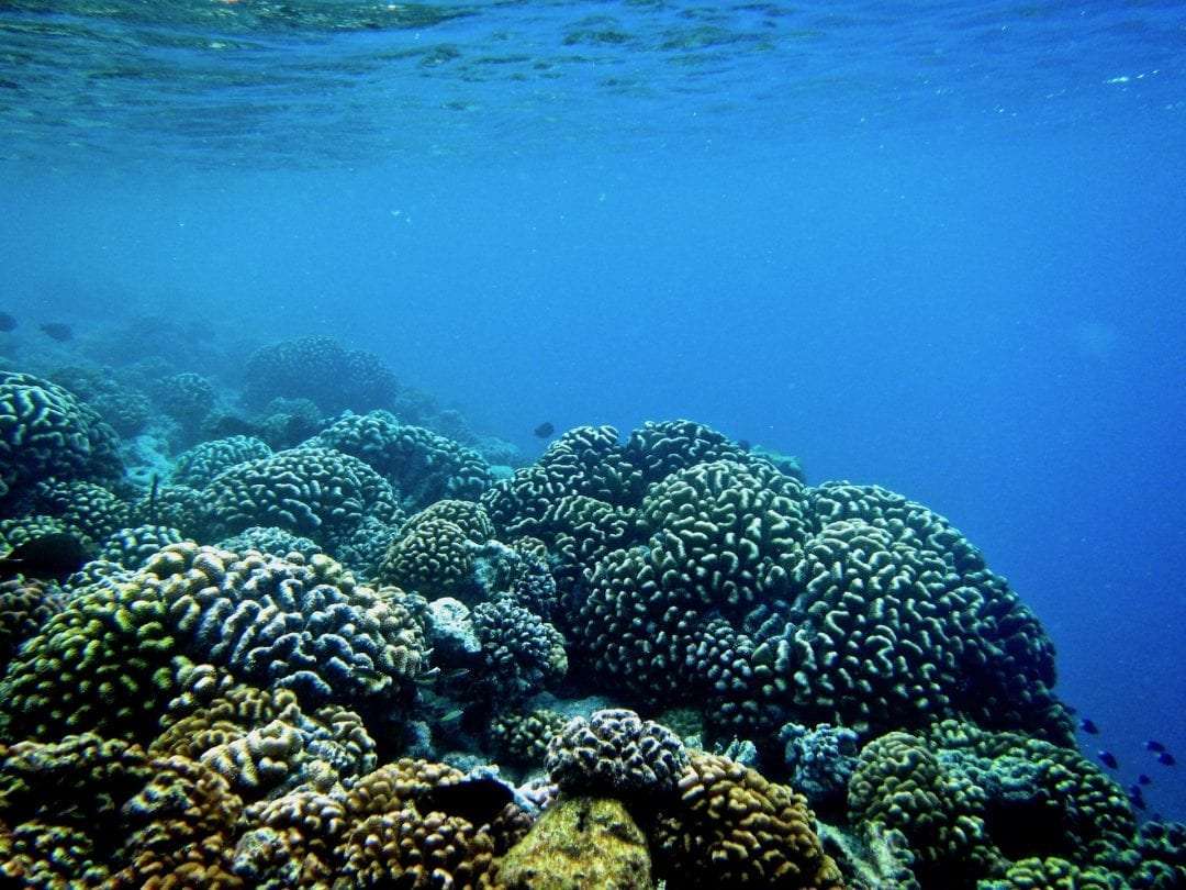 Bank of brain coral in the foreground with surface ripples overhead and blank blue water beyond