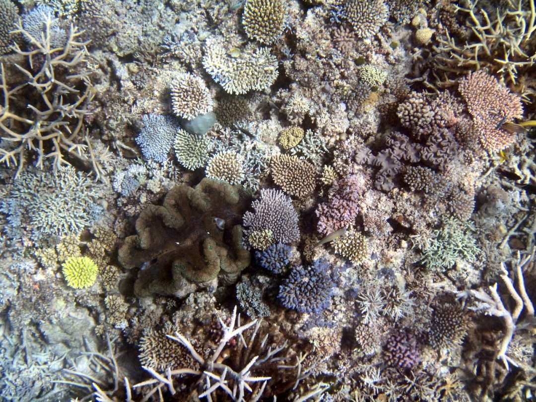Giant clam among colourful yellow, brown, purple and pink staghorn and table corals