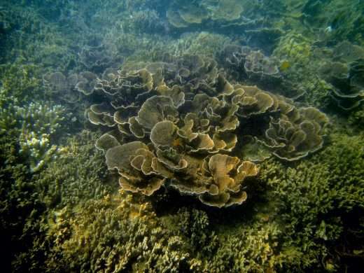 Cluster of brown cabbage-like foliosa coral surrounded by degraded Acropora branching coral reef