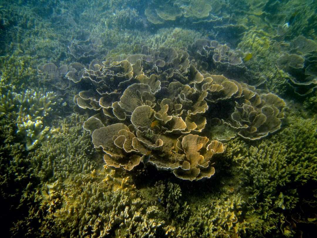 Cluster of brown cabbage-like foliosa coral surrounded by degraded Acropora branching coral reef