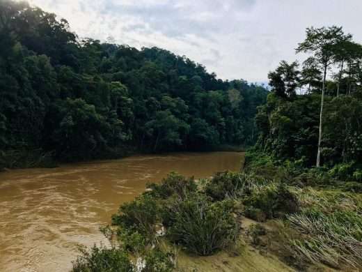 Tembeling river as it begins to recede from flood. The right bank has vegetation that bends flat to the ground and stained with silt, showing the extent of the flood waters from previous days.