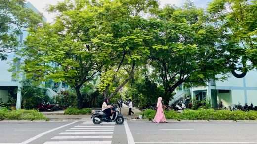 Tree-lined street in Hulhumale new walkable medium density neighbourhood