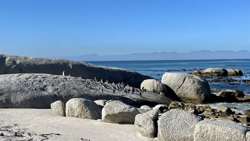 African penguins basking in the sun on a boulder in Boulders Beach.