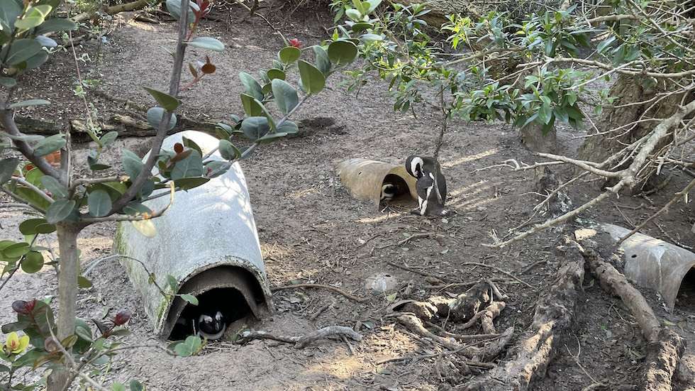 Penguins on the ground in the upper shore of Boulders Beach under the shade of low beach shrub. Two are sheltering inside manmade shelters and one is preening itself at the entrance of the further shelter.