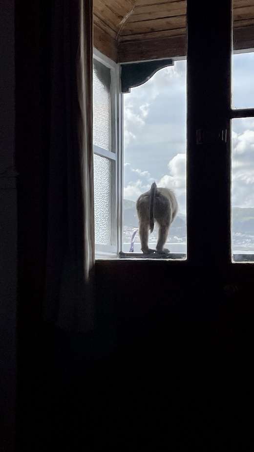 Backside of a baboon at an open window of hotel room in Central Hotel Guest House.