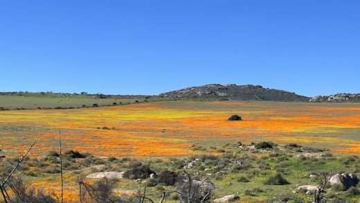 Field of orange and yellow daisies in Namakwaland
