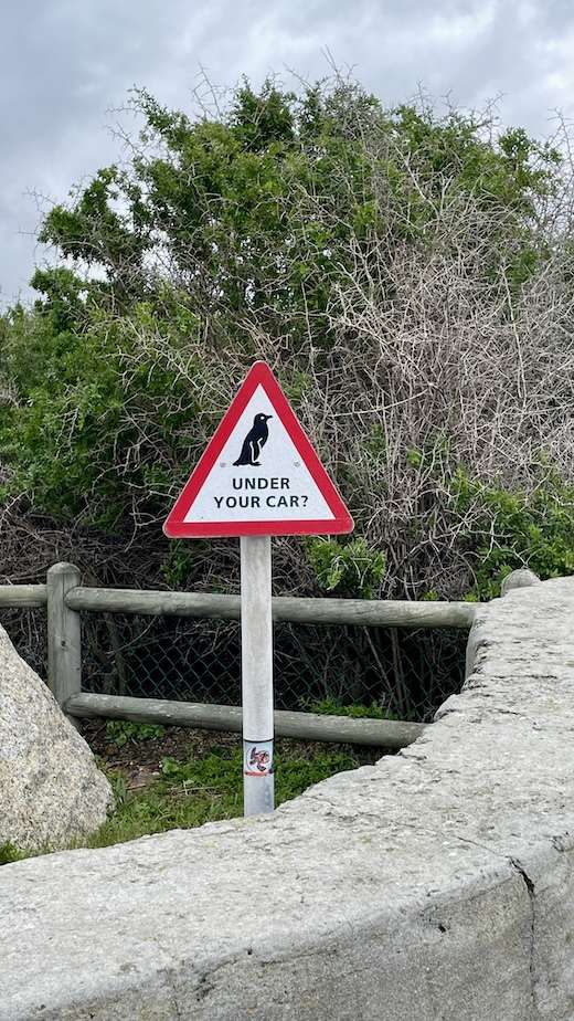 Sign in a Boulders Beach car park reminding visitors to check under their cars for penguins. The triangular sign has a picture of a penguin and the words 'UNDER YOUR CAR?' beneath.